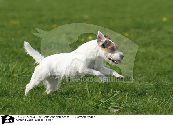 rennender Parson Russell Terrier / running Parson Russell Terrier / SS-27603