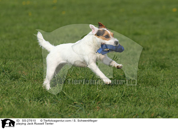 spielender Parson Russell Terrier / playing Parson Russell Terrier / SS-27610