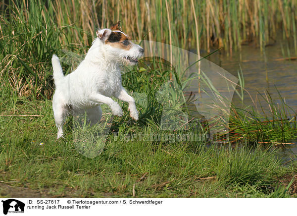 rennender Parson Russell Terrier / running Parson Russell Terrier / SS-27617