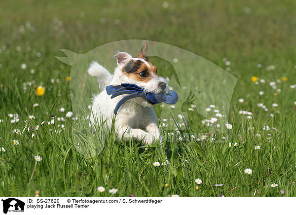 playing Jack Russell Terrier / SS-27620