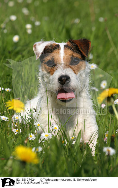 liegender Parson Russell Terrier / lying Parson Russell Terrier / SS-27624