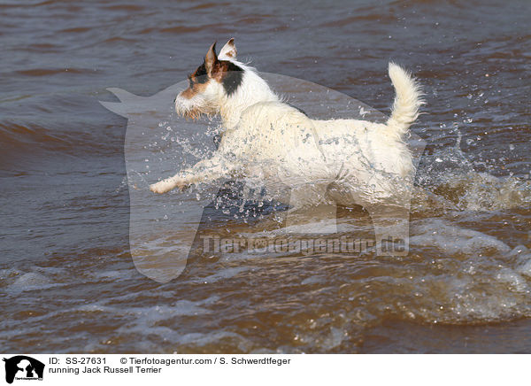 rennender Parson Russell Terrier / running Parson Russell Terrier / SS-27631