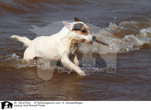 spielender Parson Russell Terrier / playing Parson Russell Terrier / SS-27632