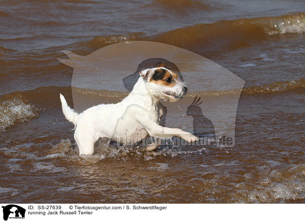 rennender Parson Russell Terrier / running Parson Russell Terrier / SS-27639