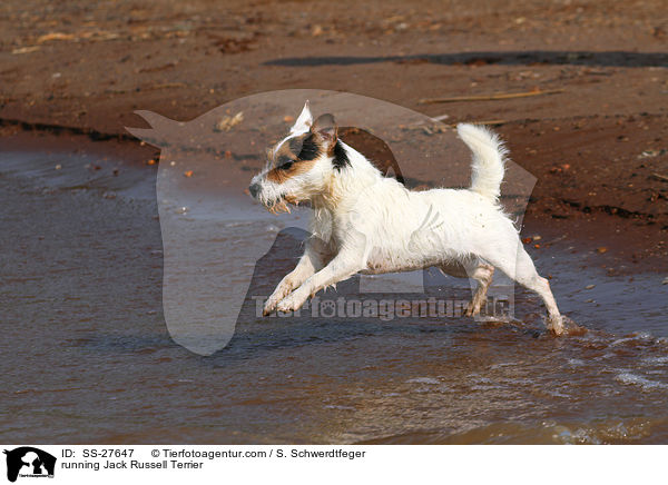 rennender Parson Russell Terrier / running Parson Russell Terrier / SS-27647