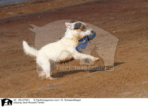 spielender Parson Russell Terrier / playing Parson Russell Terrier / SS-27651