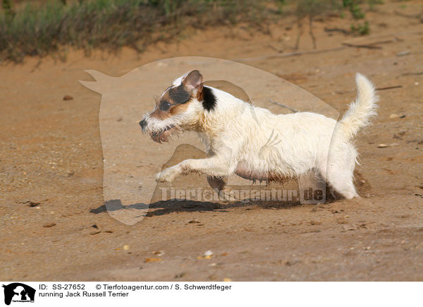 rennender Parson Russell Terrier / running Parson Russell Terrier / SS-27652