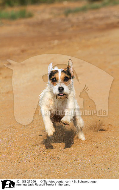 rennender Parson Russell Terrier im Sand / running Parson Russell Terrier in the sand / SS-27656