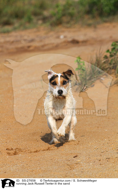 rennender Parson Russell Terrier im Sand / running Parson Russell Terrier in the sand / SS-27658