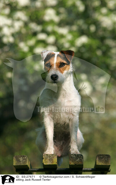 sitzender Parson Russell Terrier / sitting Parson Russell Terrier / SS-27671