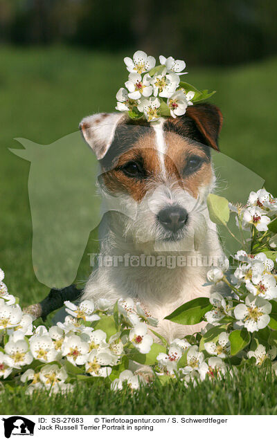 Jack Russell Terrier Portrait in spring / SS-27683