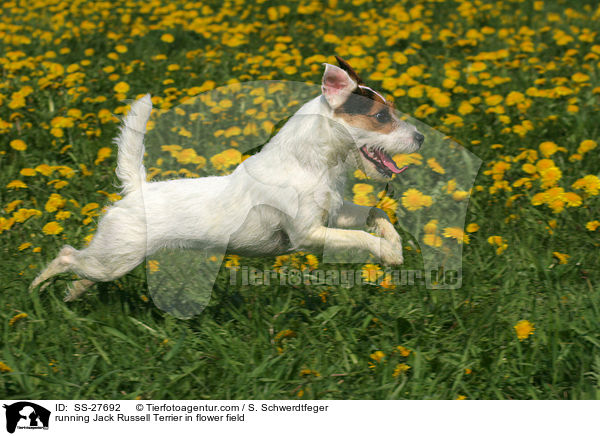 rennender Parson Russell Terrier auf Blumenwiese / running Parson Russell Terrier in flower field / SS-27692