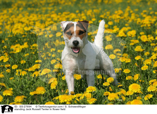 standing Jack Russell Terrier in flower field / SS-27694