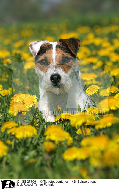 Parson Russell Terrier Portrait / Parson Russell Terrier Portrait / SS-27706