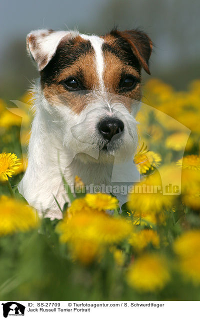Parson Russell Terrier Portrait / Parson Russell Terrier Portrait / SS-27709
