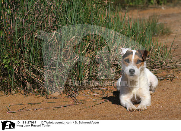 liegender Parson Russell Terrier / lying Parson Russell Terrier / SS-27987