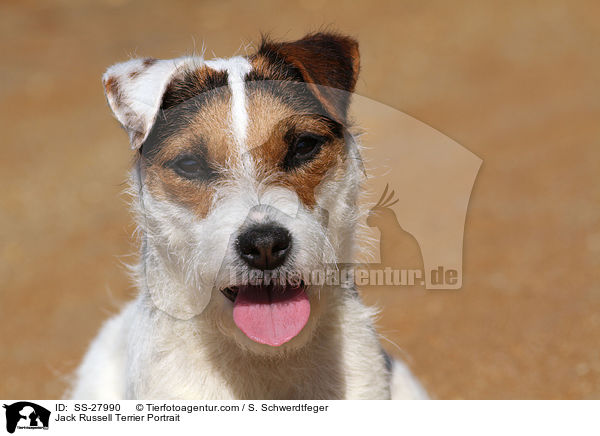 Parson Russell Terrier Portrait / Parson Russell Terrier Portrait / SS-27990