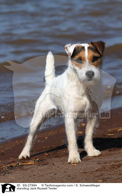 stehender Parson Russell Terrier / standing Parson Russell Terrier / SS-27994