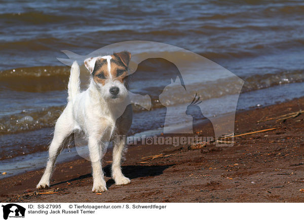 stehender Parson Russell Terrier / standing Parson Russell Terrier / SS-27995