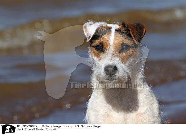 Parson Russell Terrier Portrait / Parson Russell Terrier Portrait / SS-28002