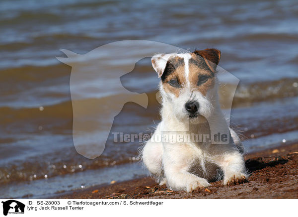 liegender Parson Russell Terrier / lying Parson Russell Terrier / SS-28003