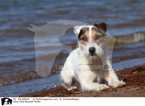 liegender Parson Russell Terrier / lying Parson Russell Terrier / SS-28004