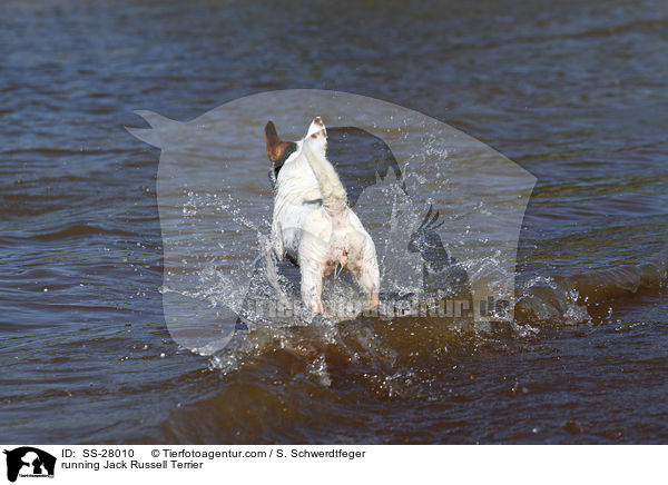 rennender Parson Russell Terrier / running Parson Russell Terrier / SS-28010