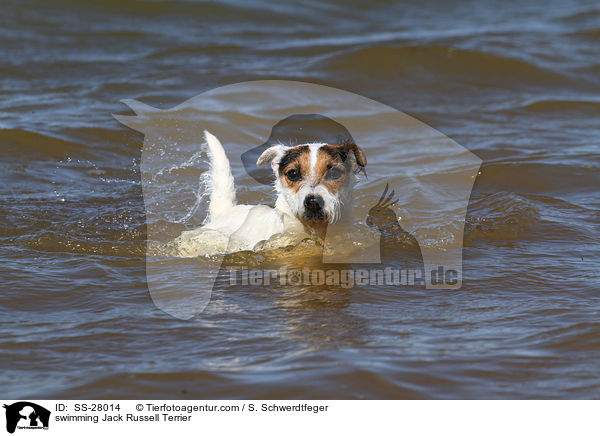 schwimmender Parson Russell Terrier / swimming Parson Russell Terrier / SS-28014