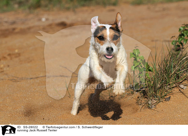 rennender Parson Russell Terrier / running Parson Russell Terrier / SS-28022