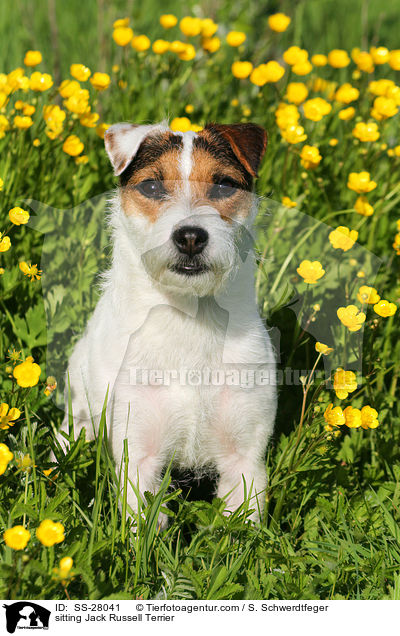 sitzender Parson Russell Terrier / sitting Parson Russell Terrier / SS-28041
