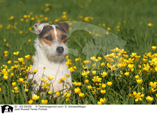 Parson Russell Terrier Portrait / Parson Russell Terrier Portrait / SS-28056