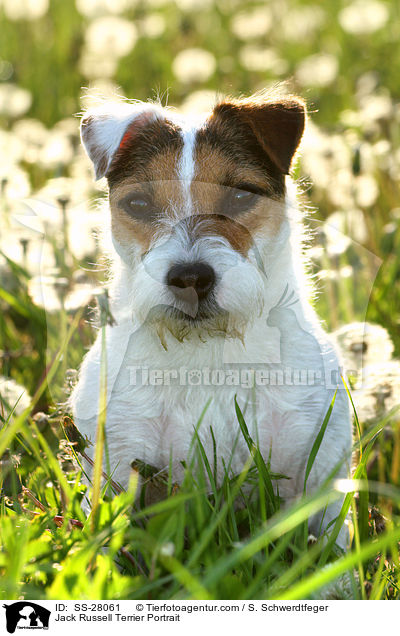 Parson Russell Terrier Portrait / Parson Russell Terrier Portrait / SS-28061