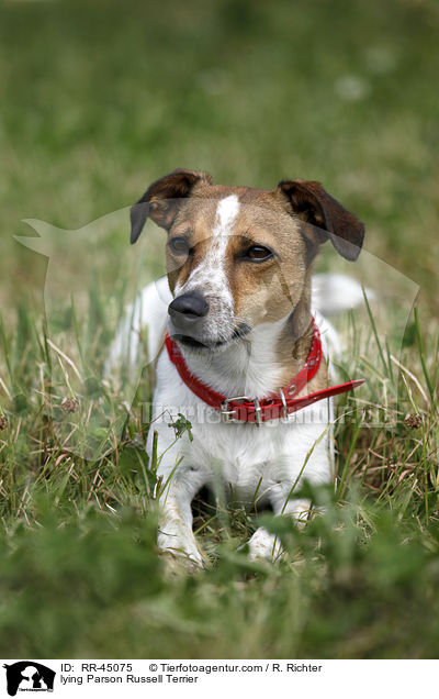 liegender Jack Russell Terrier / lying Parson Russell Terrier / RR-45075