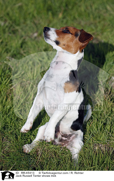 Jack Russell Terrier shows trick / RR-45413