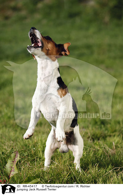 springender Jack Russell Terrier / jumping Jack Russell Terrier / RR-45417