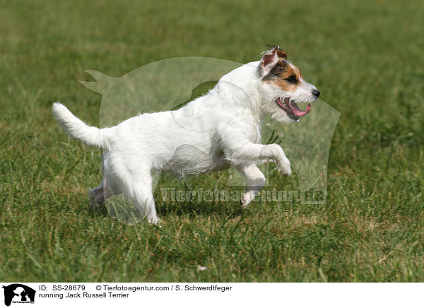 rennender Parson Russell Terrier / running Parson Russell Terrier / SS-28679