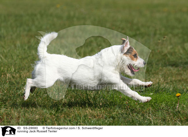 rennender Parson Russell Terrier / running Parson Russell Terrier / SS-28680