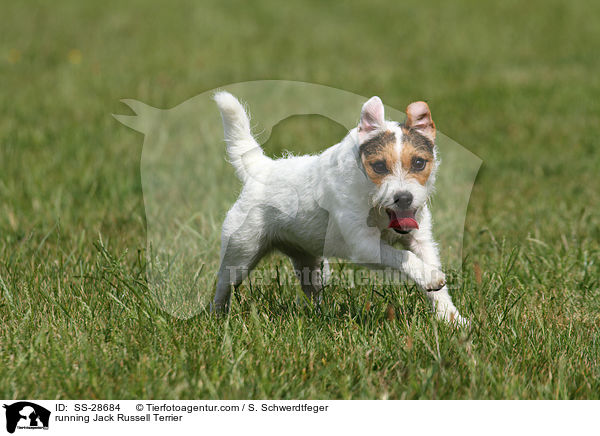 rennender Parson Russell Terrier / running Parson Russell Terrier / SS-28684
