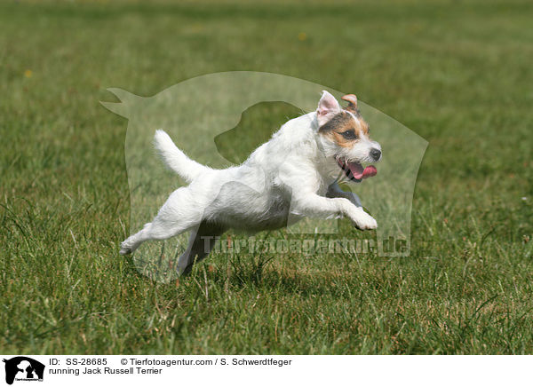 rennender Parson Russell Terrier / running Parson Russell Terrier / SS-28685
