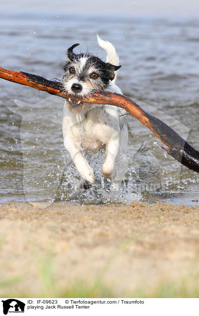 spielender Jack Russell Terrier / playing Jack Russell Terrier / IF-09623