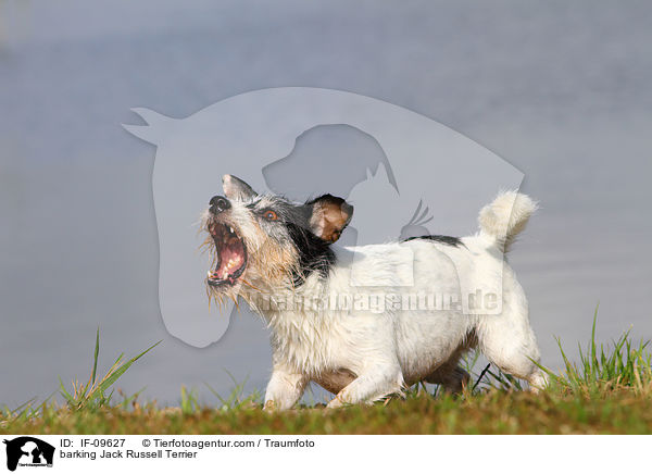 bellender Jack Russell Terrier / barking Jack Russell Terrier / IF-09627