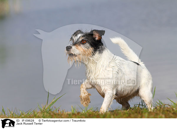 Jack Russell Terrier / Jack Russell Terrier / IF-09628