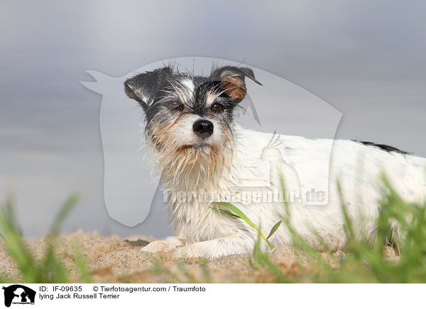liegender Jack Russell Terrier / lying Jack Russell Terrier / IF-09635