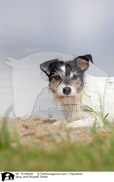 liegender Jack Russell Terrier / lying Jack Russell Terrier / IF-09636