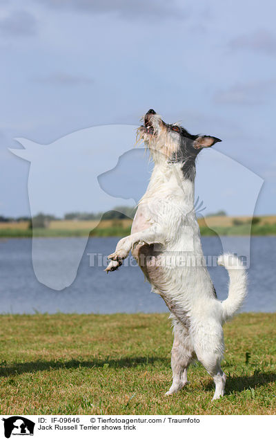 Jack Russell Terrier macht Mnnchen / Jack Russell Terrier shows trick / IF-09646