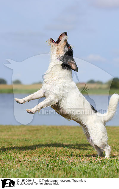Jack Russell Terrier macht Mnnchen / Jack Russell Terrier shows trick / IF-09647