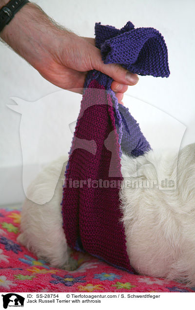 Parson Russell Terrier mit Arthrose / Parson Russell Terrier with arthrosis / SS-28754