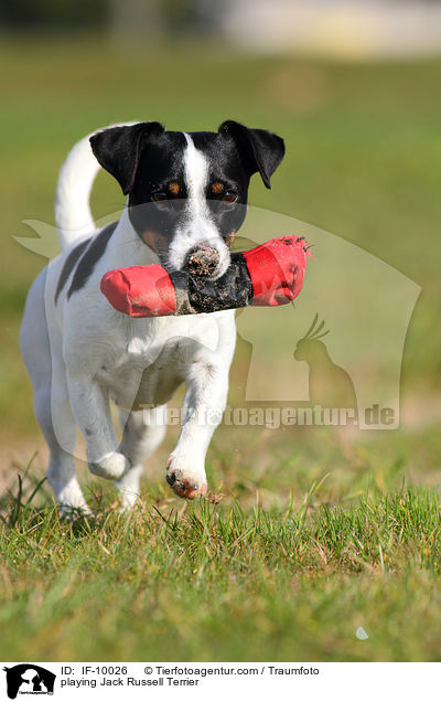 playing Jack Russell Terrier / IF-10026
