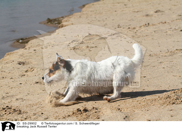 bremsender Parson Russell Terrier / breaking Parson Russell Terrier / SS-29902