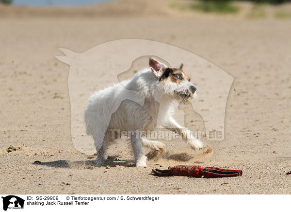 Parson Russell Terrier schttelt sich / shaking Parson Russell Terrier / SS-29909